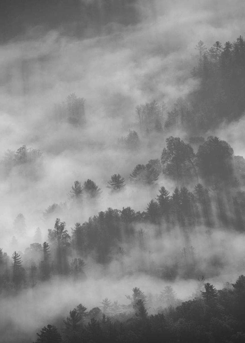 Pine ridges fading into low fog