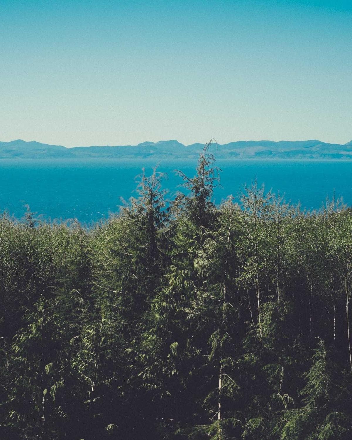 Pine forest on a hillside above a mountain lake